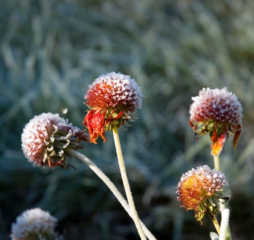 DSC_4555_ACR_Crop