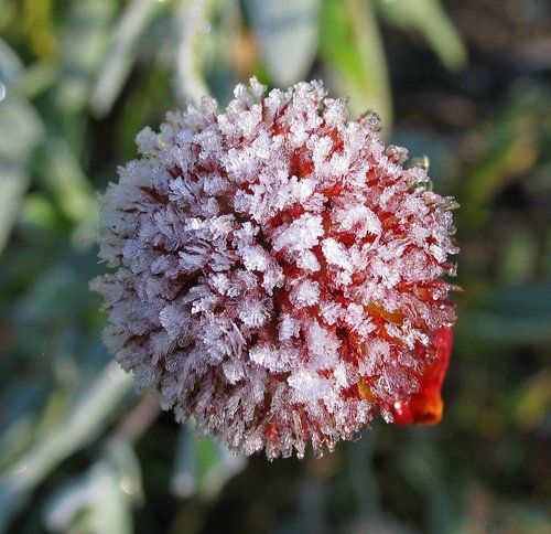 Hard Frost (Macro)