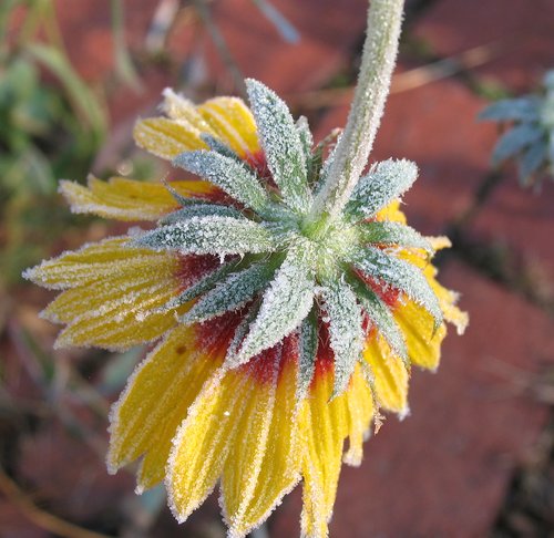 Hard Frost (Macro)