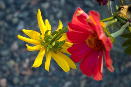 Cut Flowers