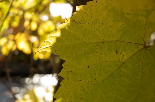 Striped Maple Leaf