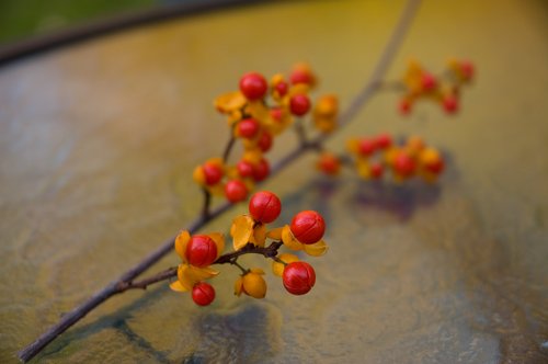 DSC_4746_ACR