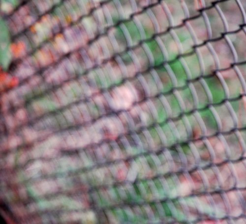 Wire Mesh Fence 1