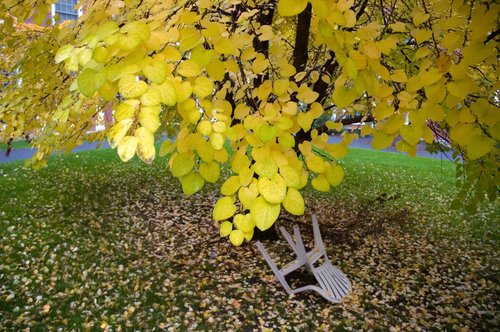 Fall Colors (Yellow)