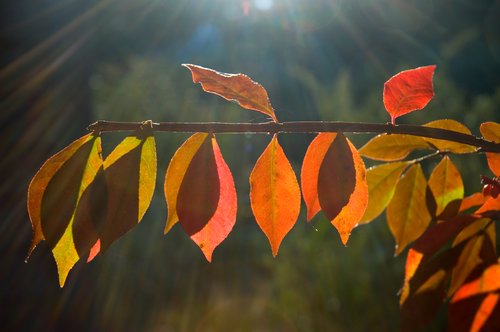 Ray of Light