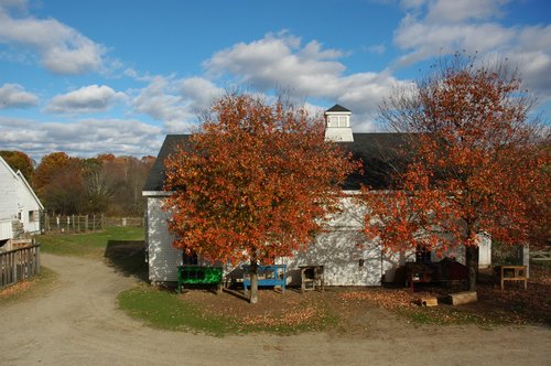 Small Barn and Red Maples