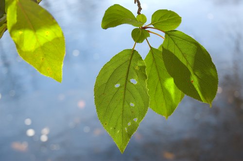Green Leaf backlit (over Blue Water)