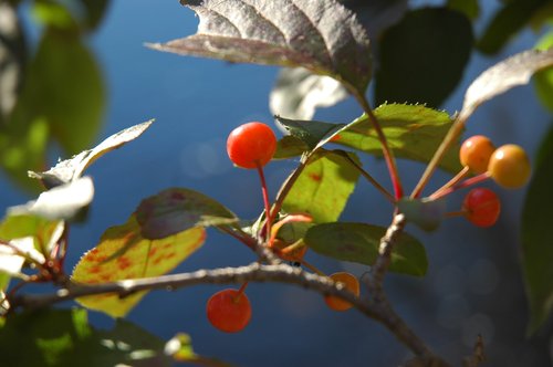 Now Identified (in crab apple family)