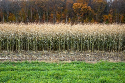 Fall Corn Field