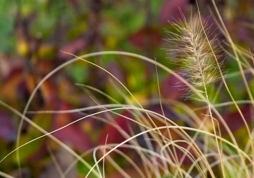 Late Fall Garden (Detail)