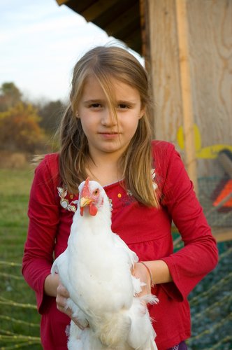 Catching the Chickens 1