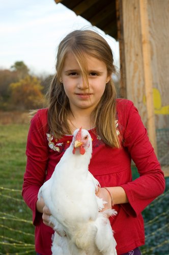 Catching the Chickens 2