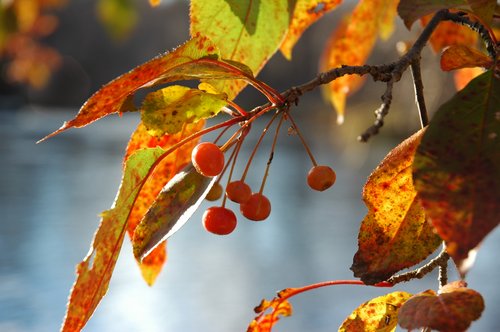 Crab Apple (over blue water)