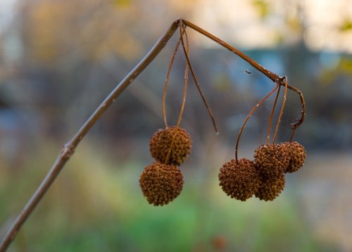 Seed Pods and Spider (unidentified)