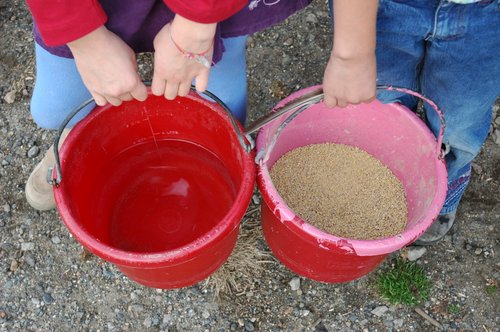 Feeding the Chickens