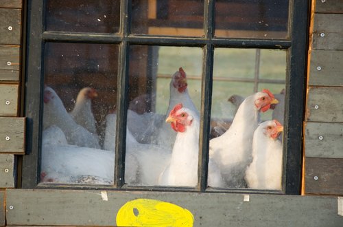 "Boggis's Chicken House Number One"