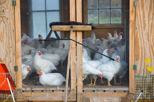 The Chicken House at Codman Farm