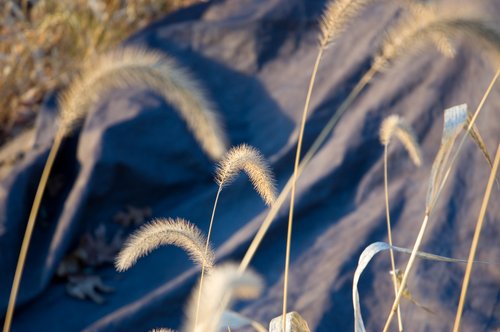 Dry Grass