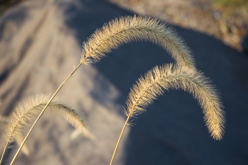 DSC_5659_ACR