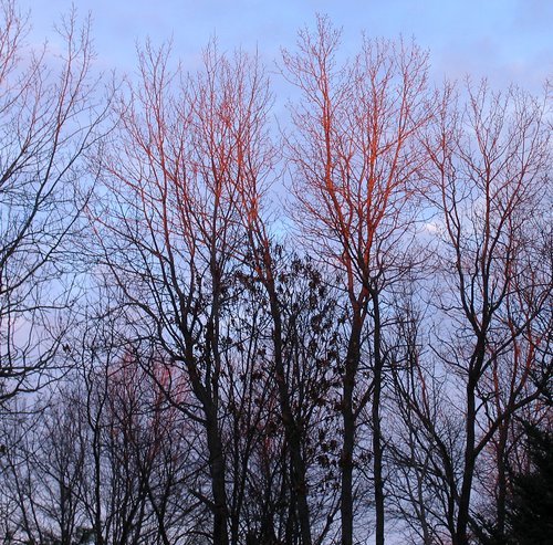Sunset Tree Branches (Detail)