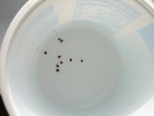 Deer Ticks in Alcohol