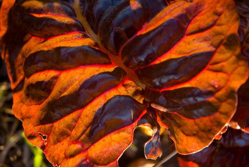 DSC_6017_ACR