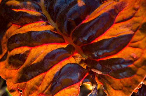 Red Chard Leaf