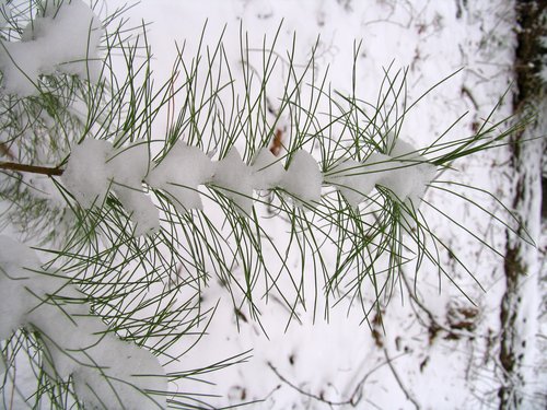 No Snow Here 2