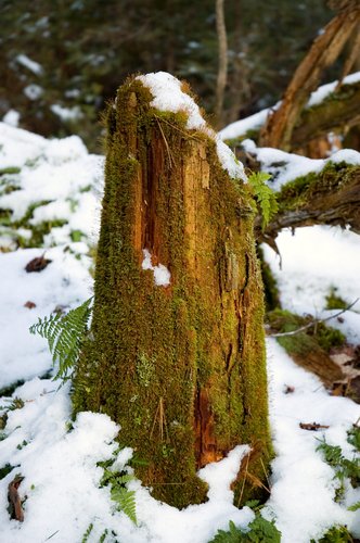 Tree Stump 2