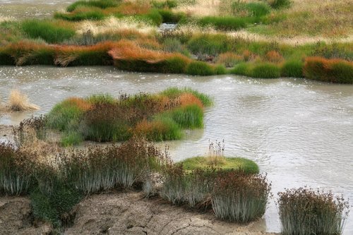 Thermal Swamp in Yellowstone Park