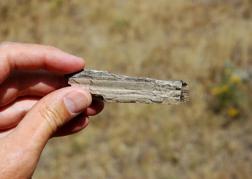 Petrified Wood
