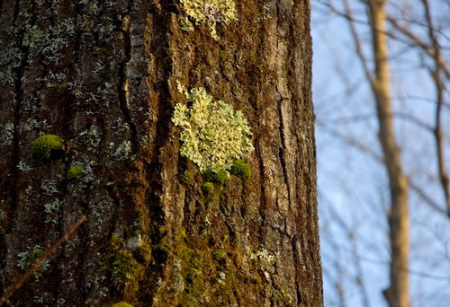 Lichen Triptych