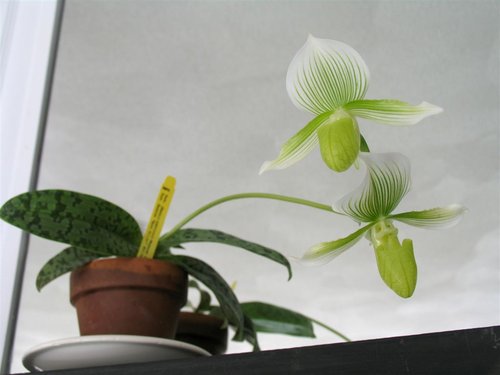 Orchid hybrid: Paph. Maudiae