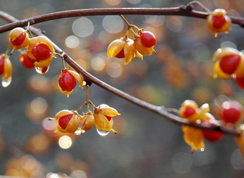 Thanksgiving Day Bokeh