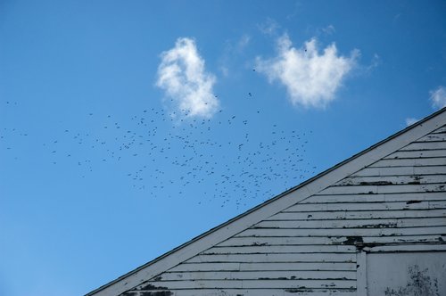 Birds Flocking at 70° Fahrenheit
