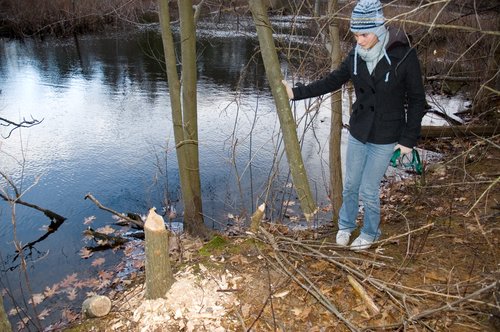 Cutting down trees for the dam