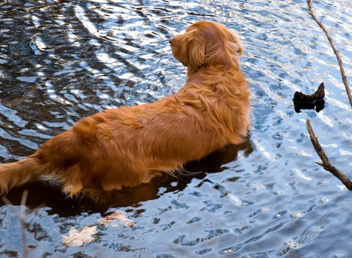 Looking for the Beaver