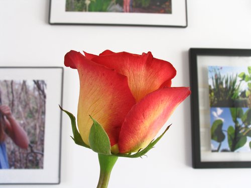 Rose for a Day