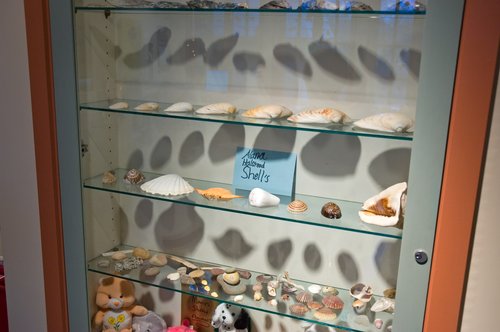 Alana's Shell Collection