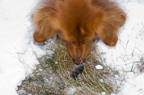 Ringer Finds a Mole