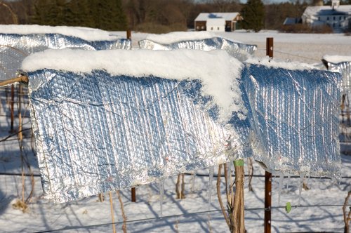 Keeping the grapevines warm