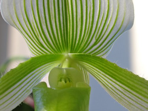 Paph. Maudiae Detail