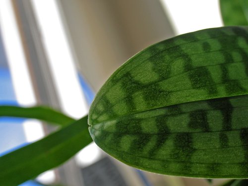 Paph. Maudiae Detail