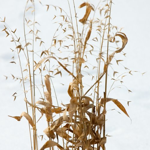 Grass Seed (in Winter)
