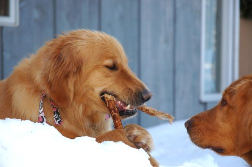 Sophie and Ringer