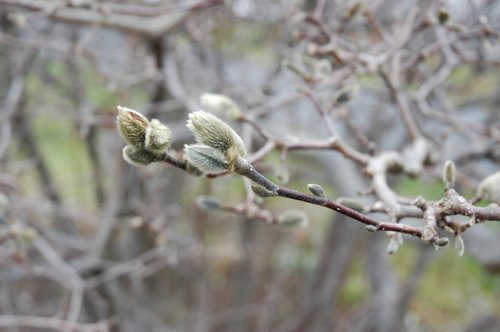 Spring is Near(er)