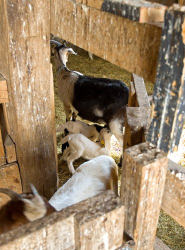 Goat Pen at Codman