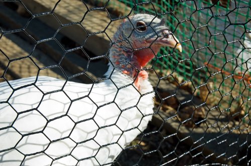 Turkey Hen