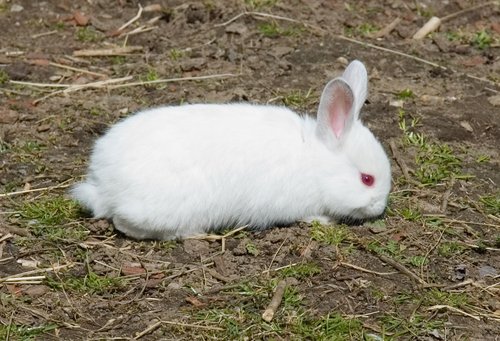 Runaway Bunny