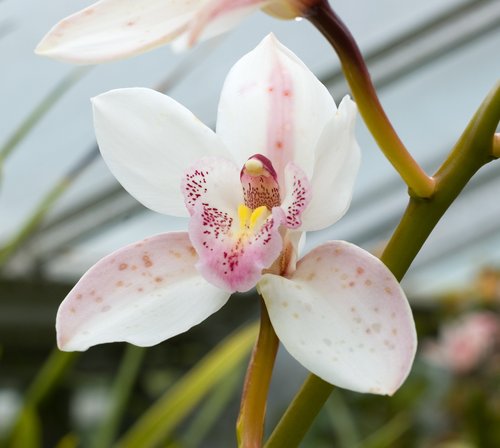 Orchid for Easter